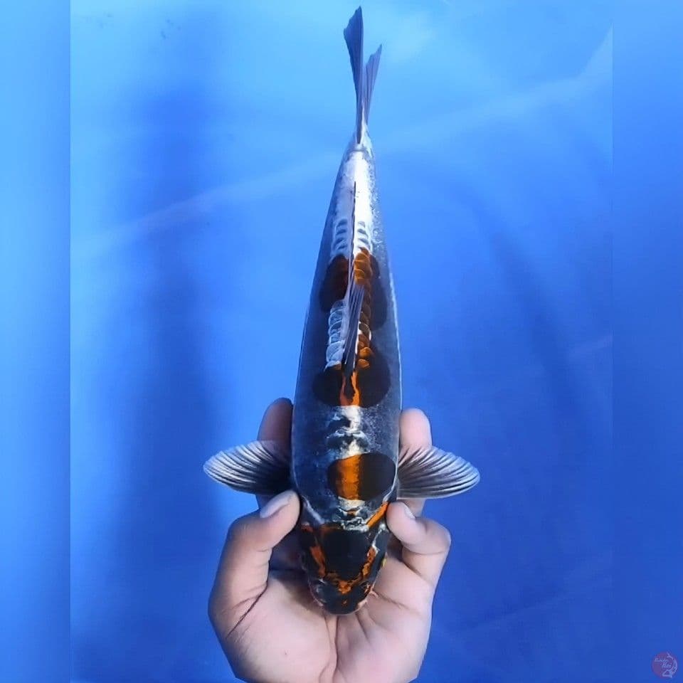 Kin kikokuryu istimewa# 30cm - Male
