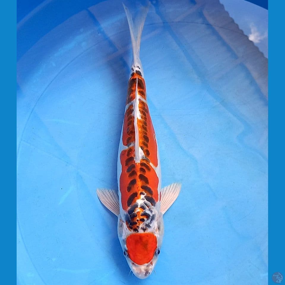 KUJAKU DOITSU 36CM