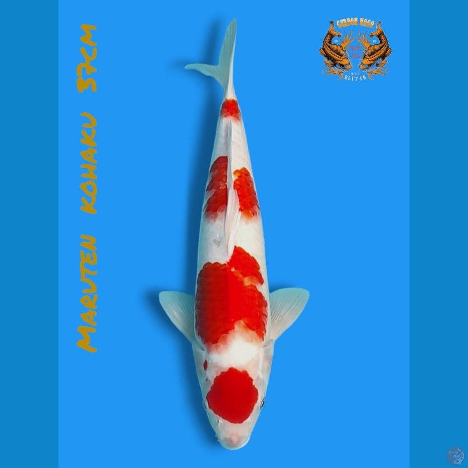 maruten kohaku 37cm