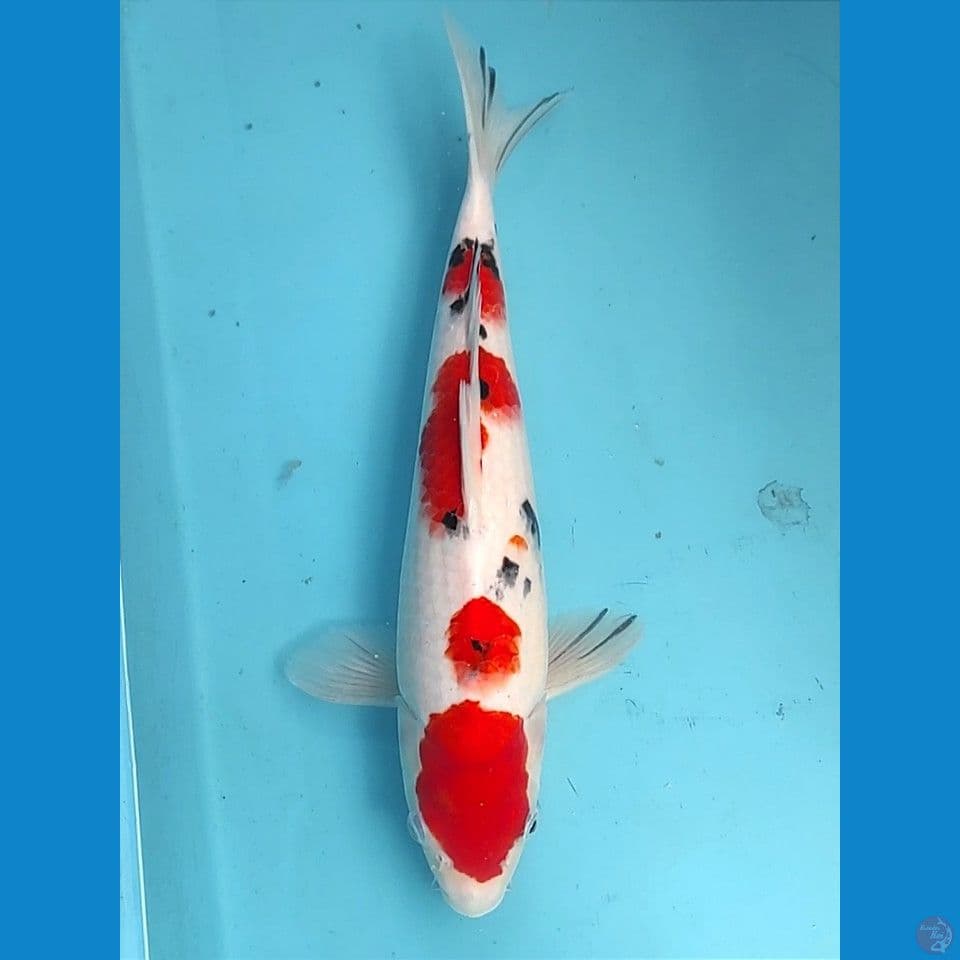 sanke 35cm