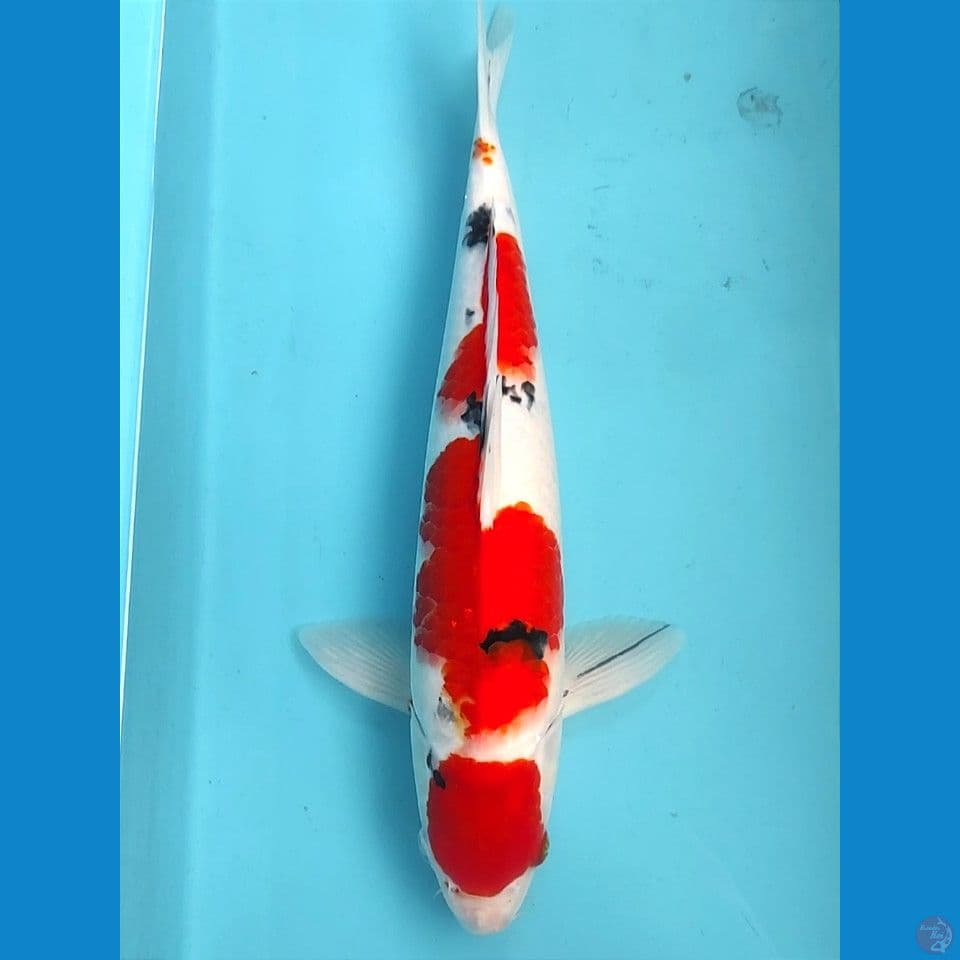 sanke 37cm