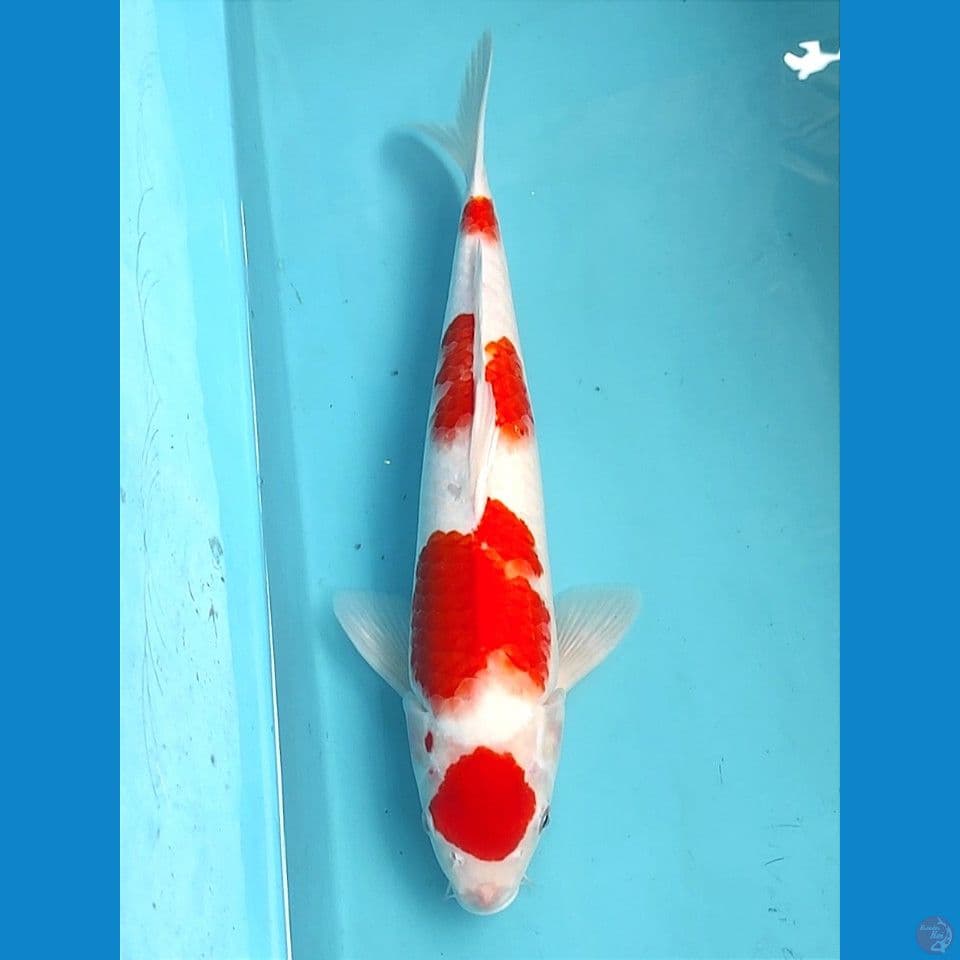 maruten kohaku 37cm