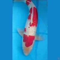 Ginrin merah strong  42 cm Jantan