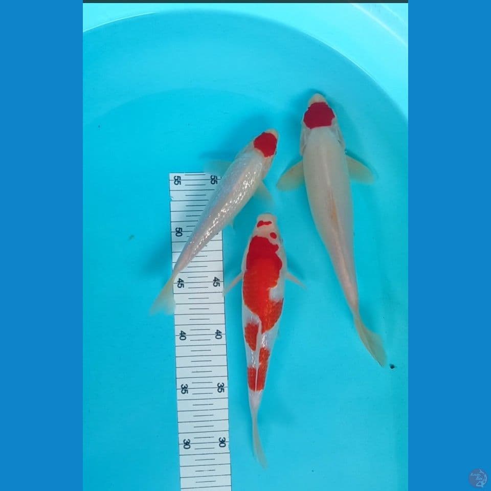 kohaku 21,26 joss red strong