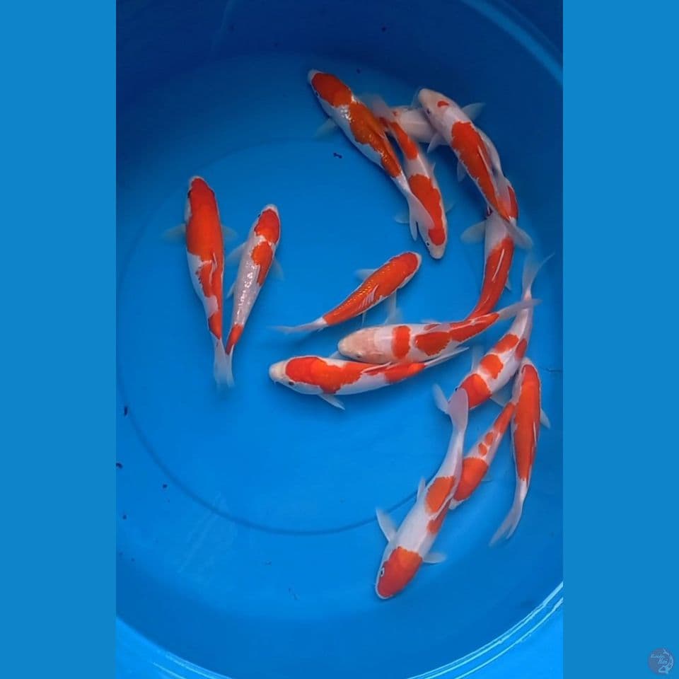 Kohaku 20-25 cm