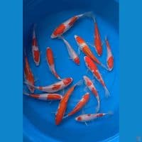 Kohaku 20-25 cm