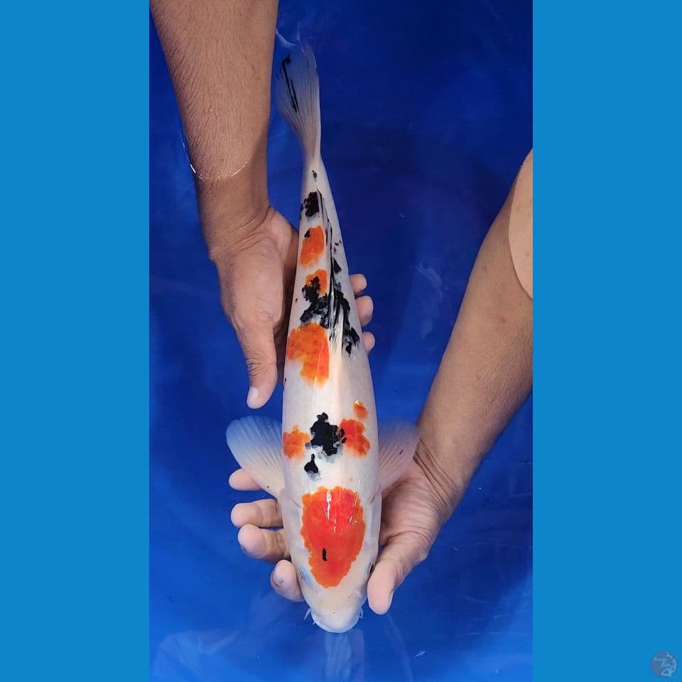 40cm sanke maruten