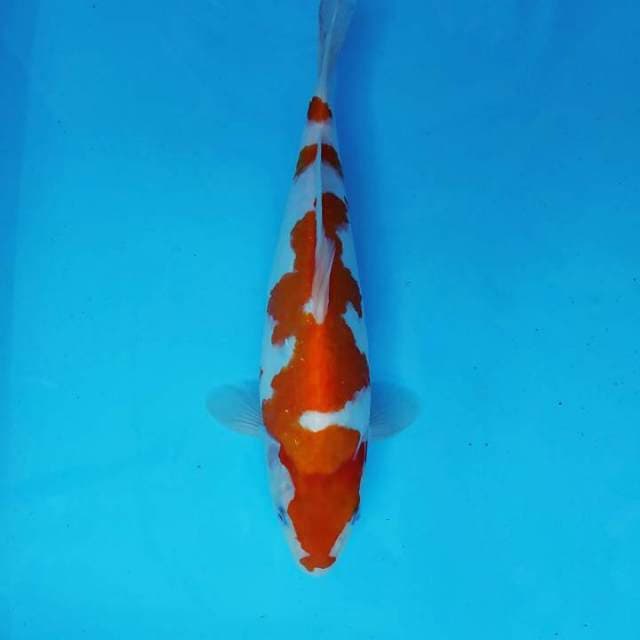 HARUNA 11 - KOHAKU
