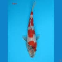Kindai Showa 19cm