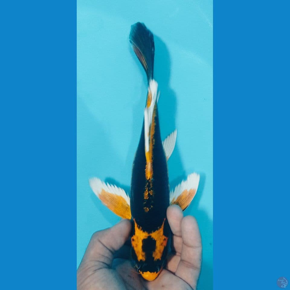 kabuto 29