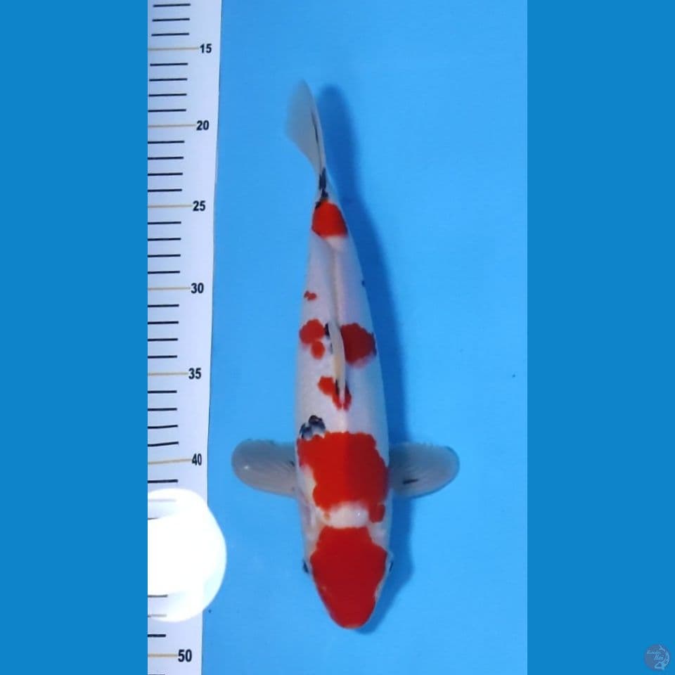 SANKE ORI BAKAT JUMBO - 30CM - FEEMALE