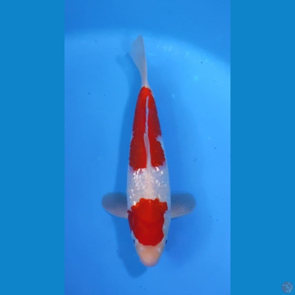 MARUTEN KOHAKU RED STRONG  28CM - MALE 