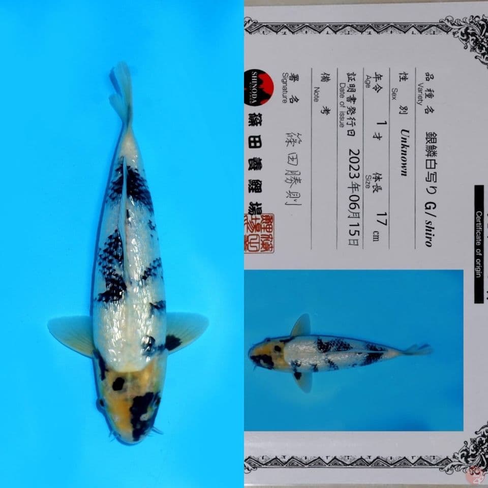 SHINODA SHIRO GINRIN HQ 28CM