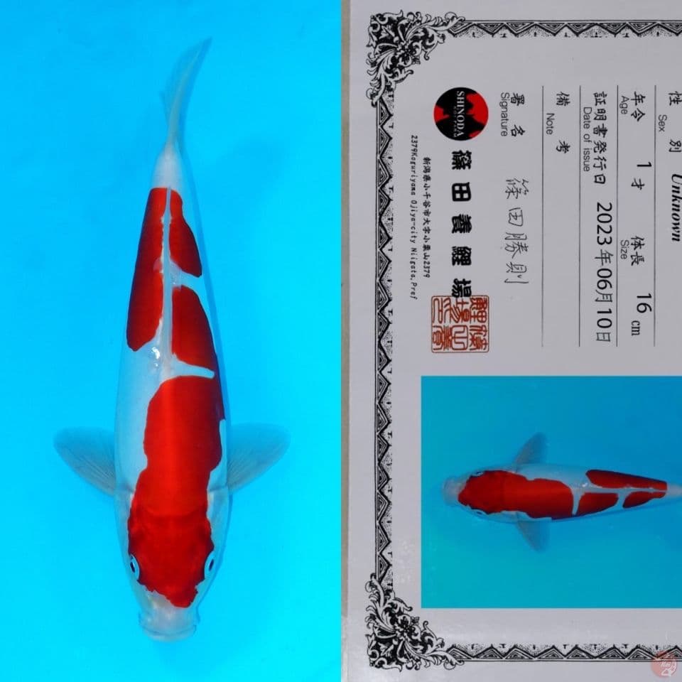 SHINIDA KOHAKU DOIT SQ 28CM 