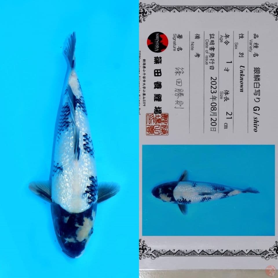 SHINODA SHIRO UTSURI GINRIN HQ 32CM