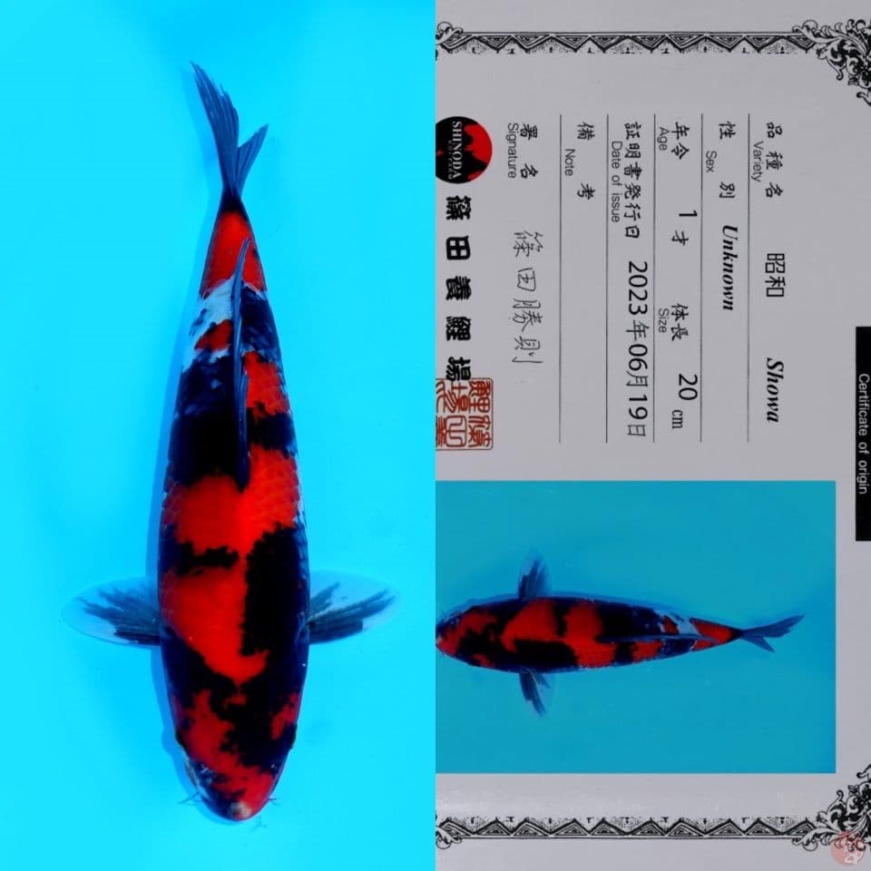 SHINODA SHOWA SANSHOKU HQ 33CM