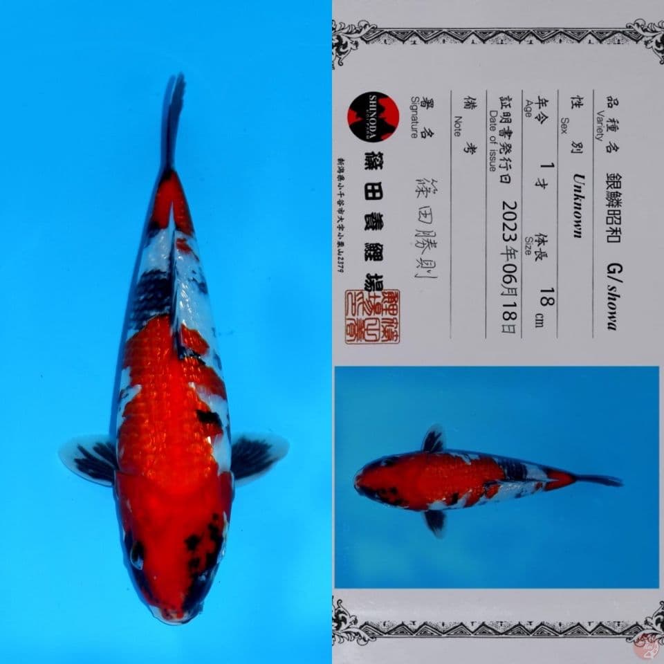 SHINODA SHOWA GINRIN HQ 30CM
