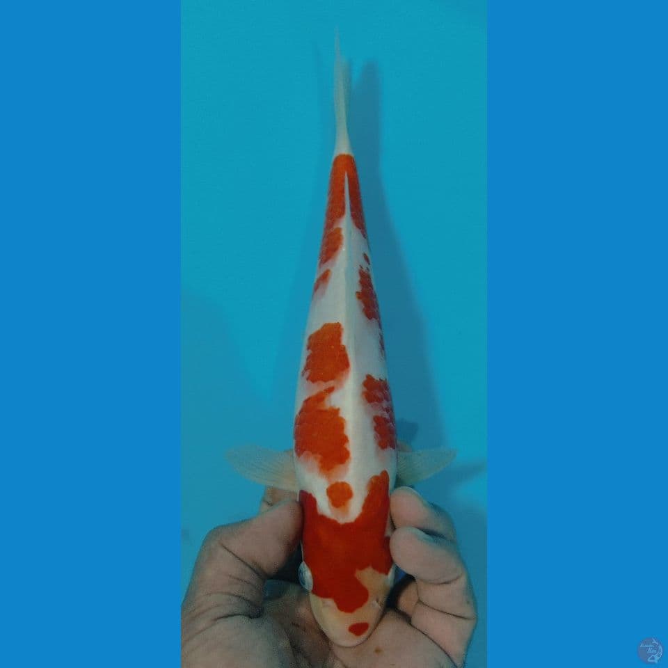 kohaku 27