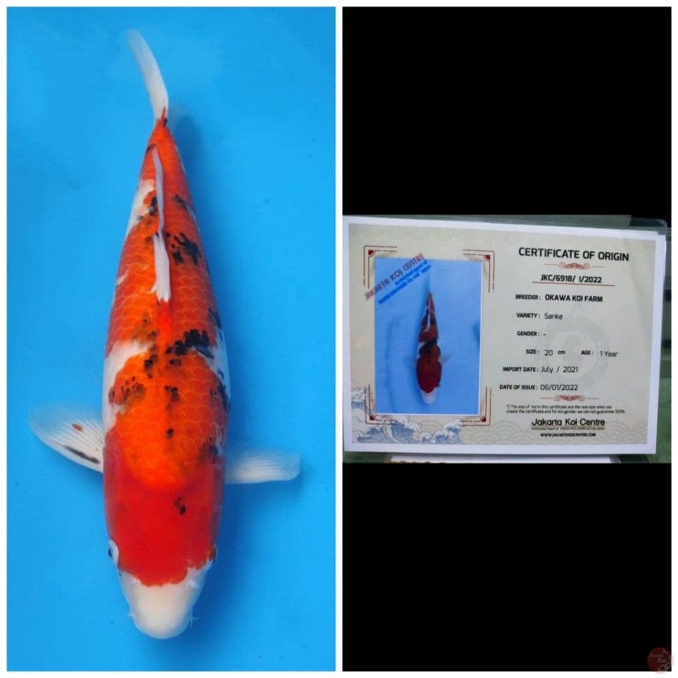 Okawa Jumbo Sanke 