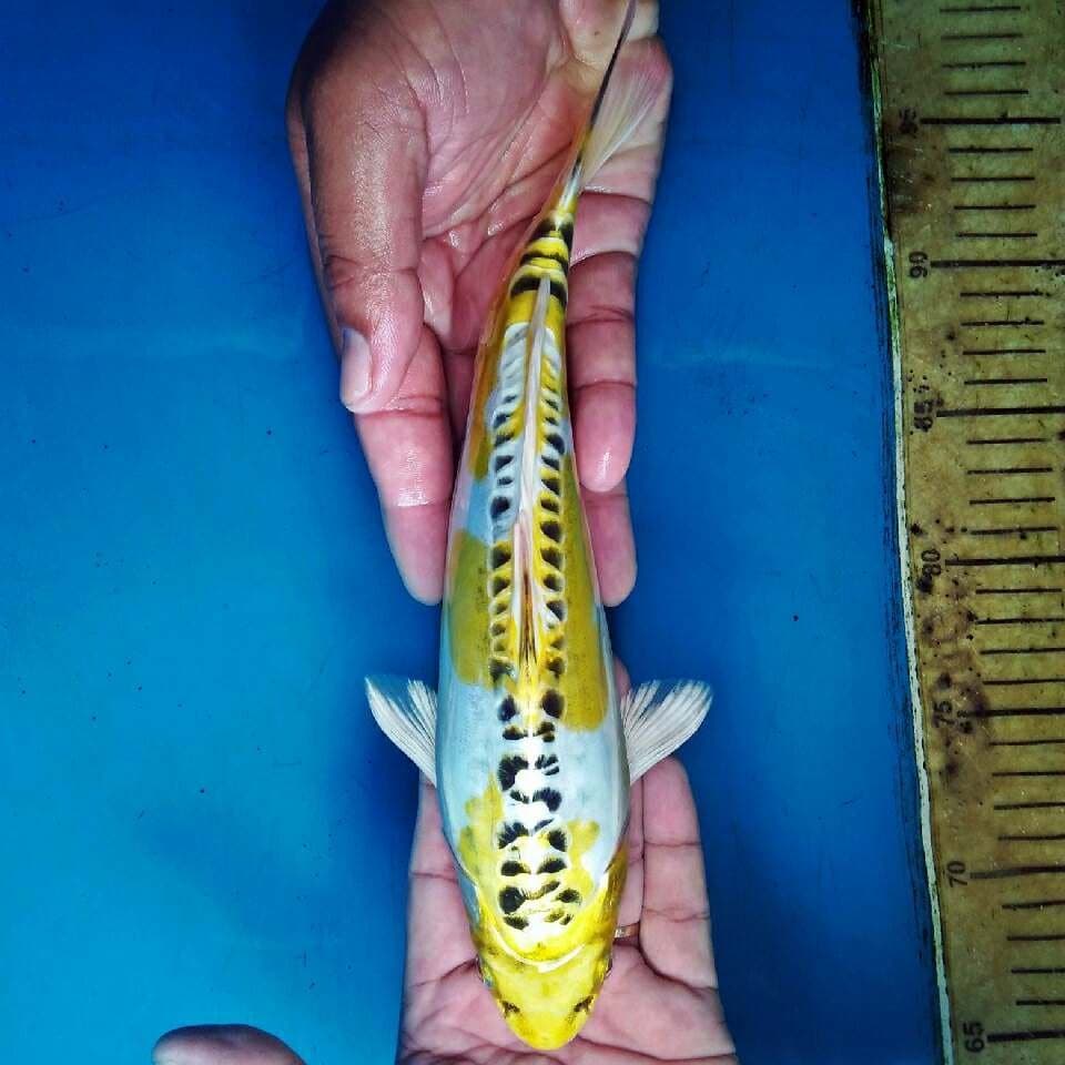 Hariwake