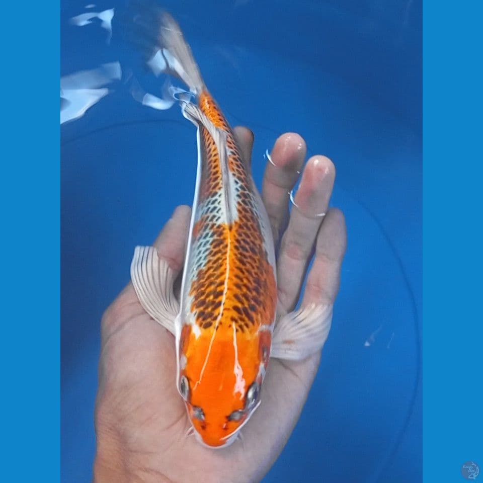 kujaku kumpay 25cm