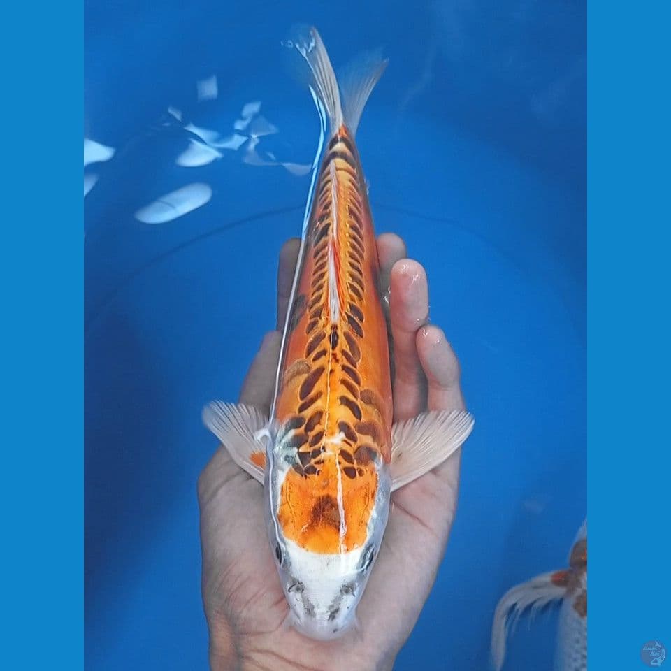 kujaku doitsu 28cm