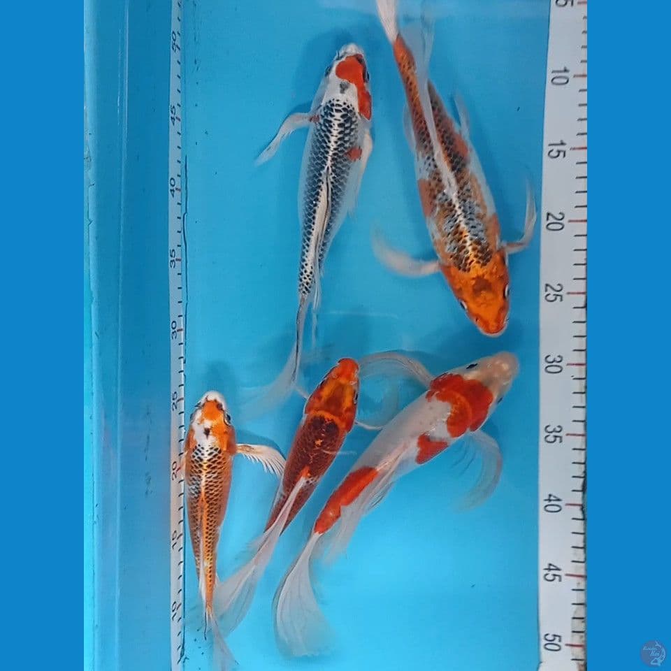 kumpay kujaku 5 ekor 25-28cm