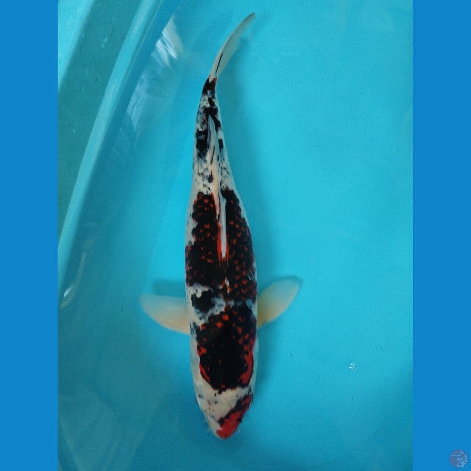 goshiki 53cm female
