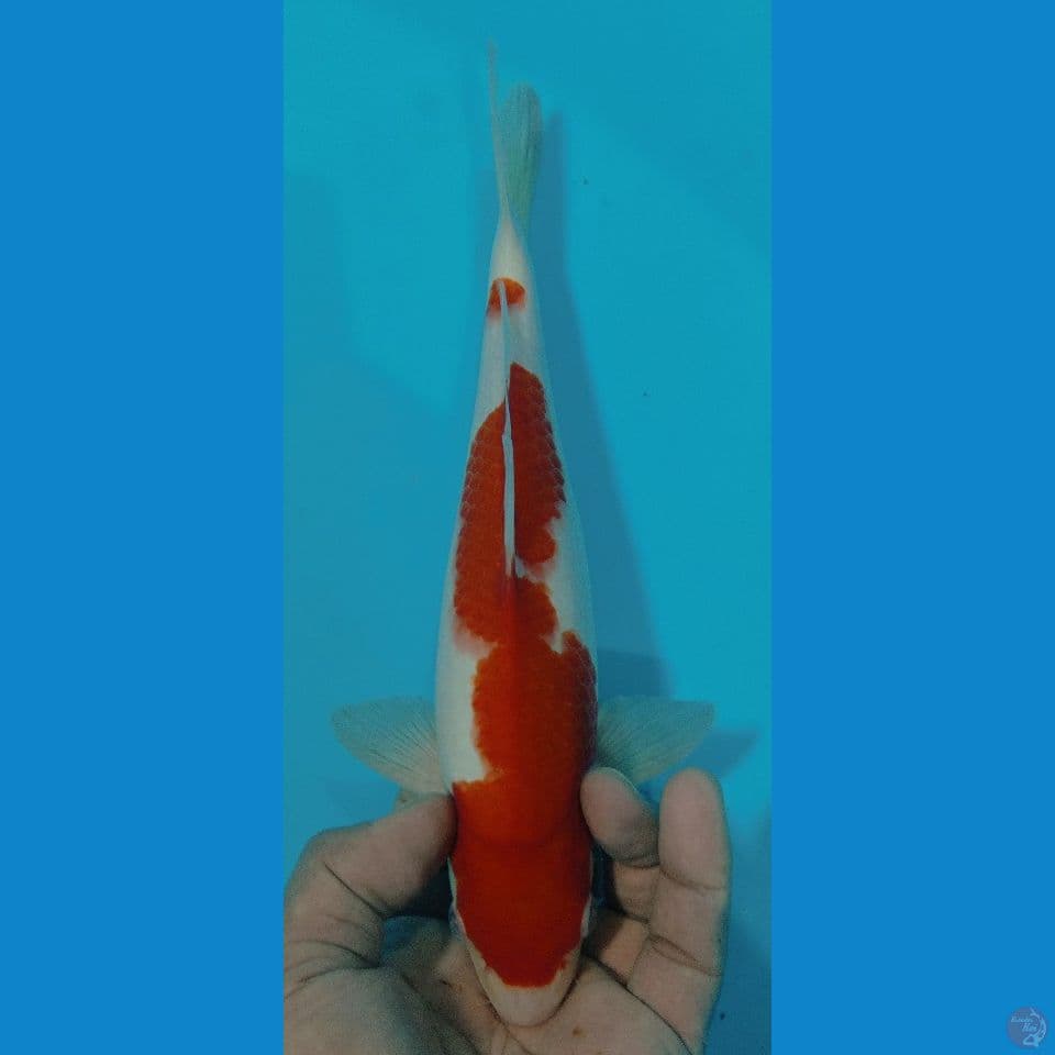 kohaku 28