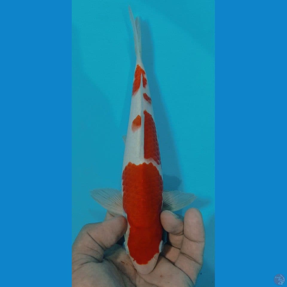 kohaku 25