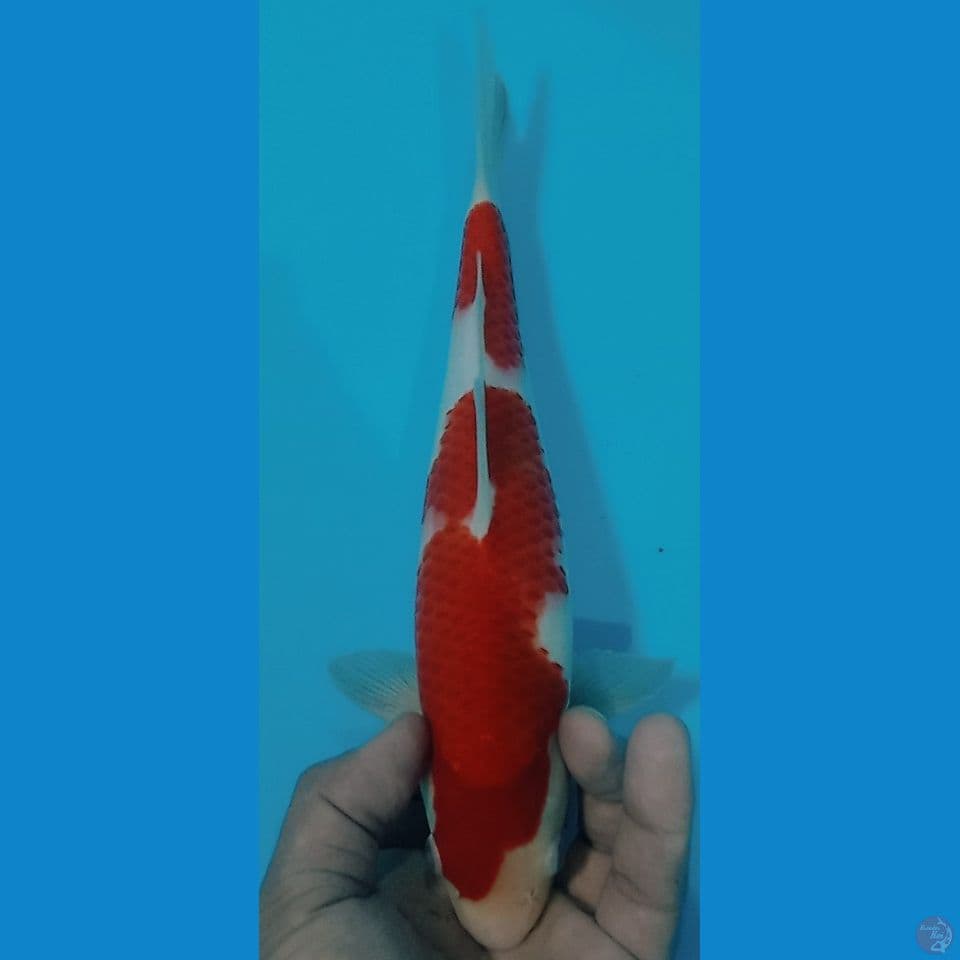 kohaku 27