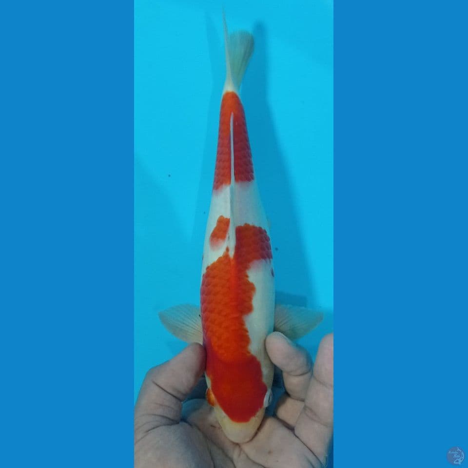 kohaku 28