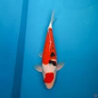 Sanke bulki 34 cm