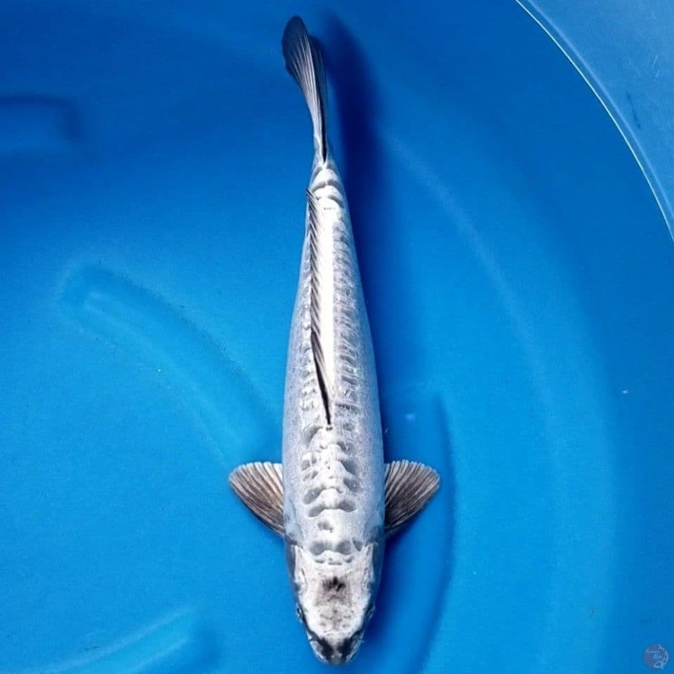 ARAGOKE GINRIN 39 CM MALE