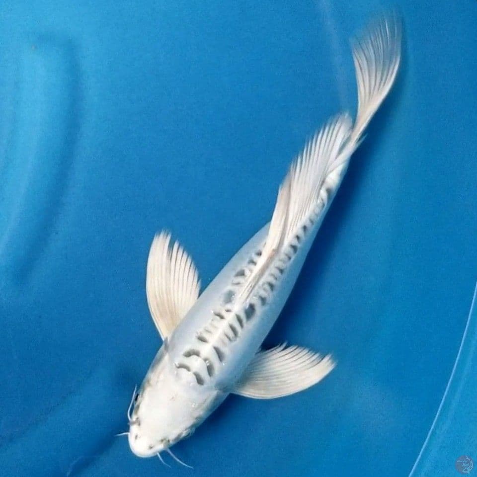 MIZUHO KUMPAY 31 CM