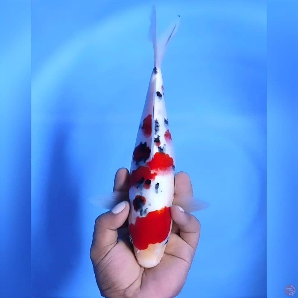 Sanke# 30cm - Female