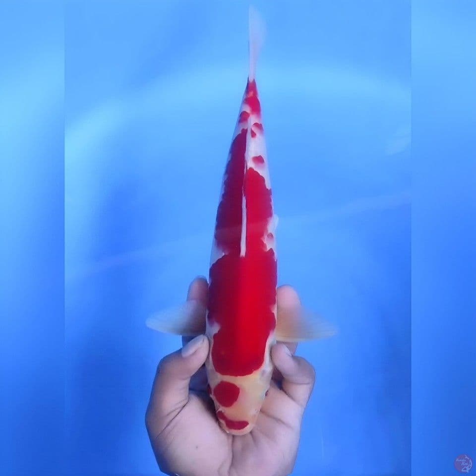 Kohaku original# 33cm - Male
