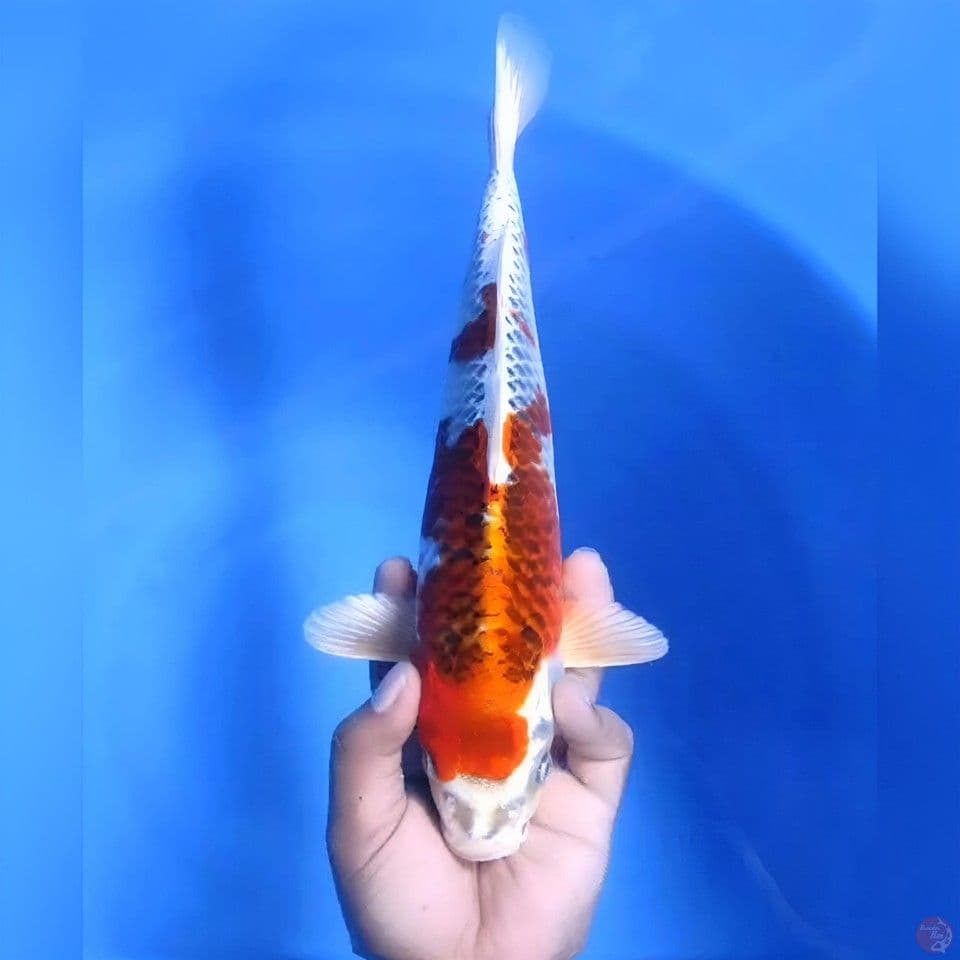 Kujaku # 32cm - Male