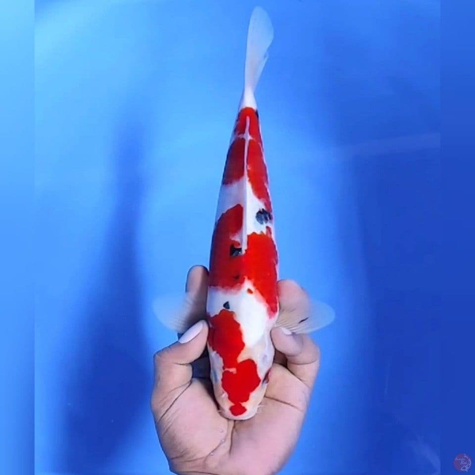 Sanke original# 30cm - Male