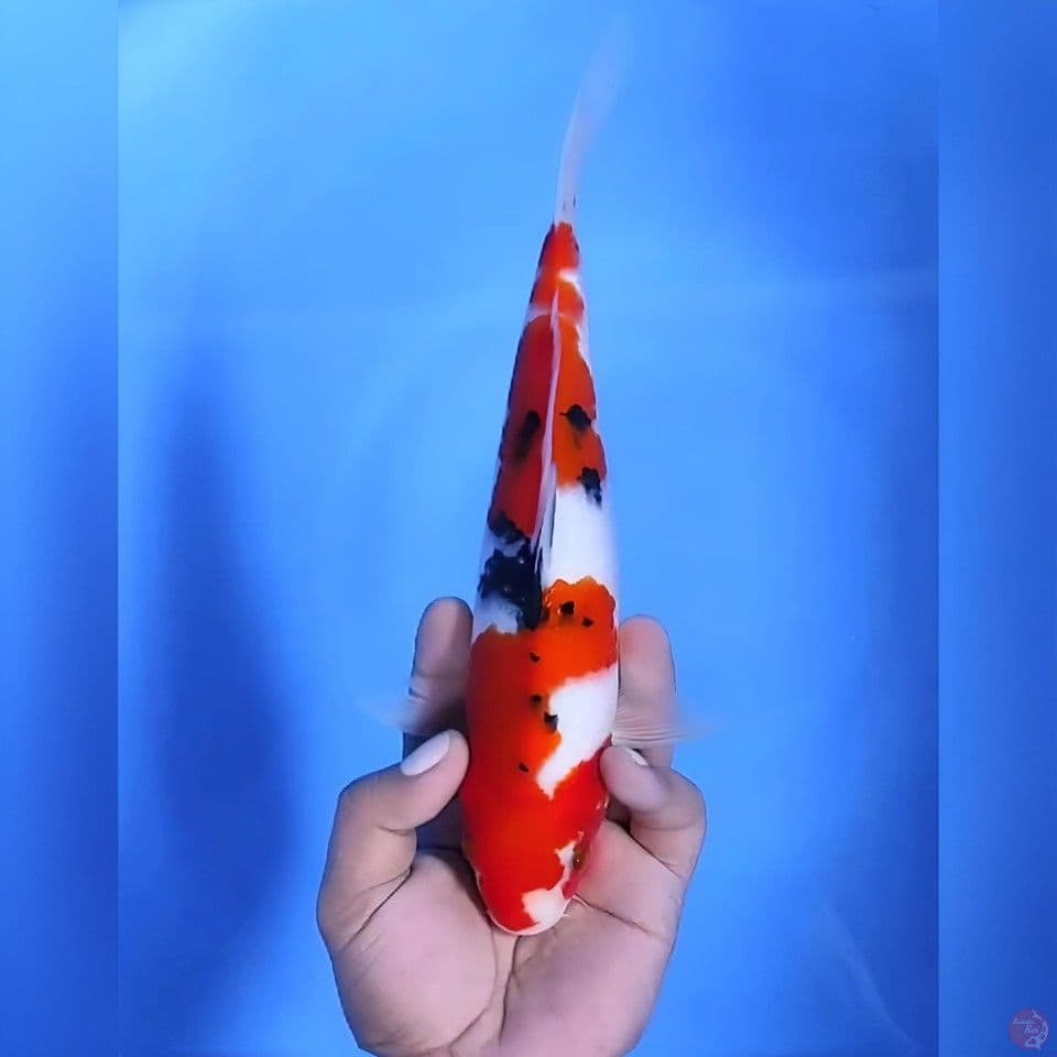 Sanke# 27cm - Male