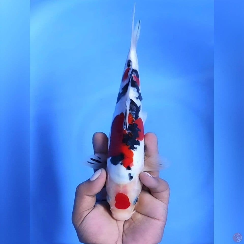 Maruten sanke doitsu# 25cm - Female