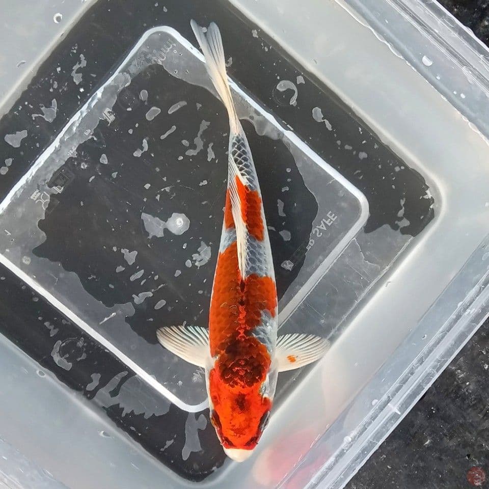 KUJAKU ORI 17CM