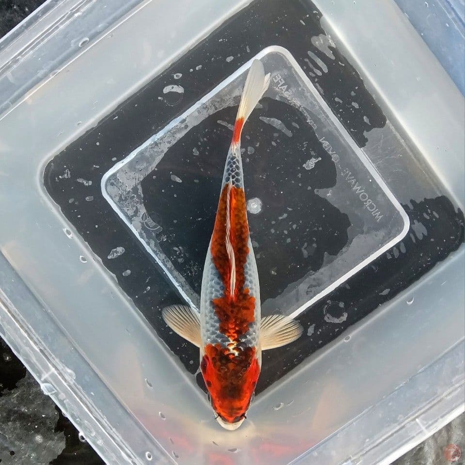 KUJAKU 16CM