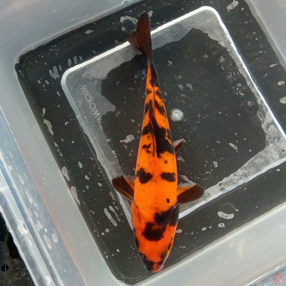 DOITSU HI UTSURI 15CM