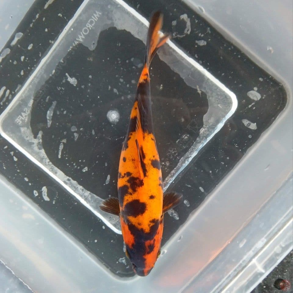 DOITSU HI UTSURI 15CM