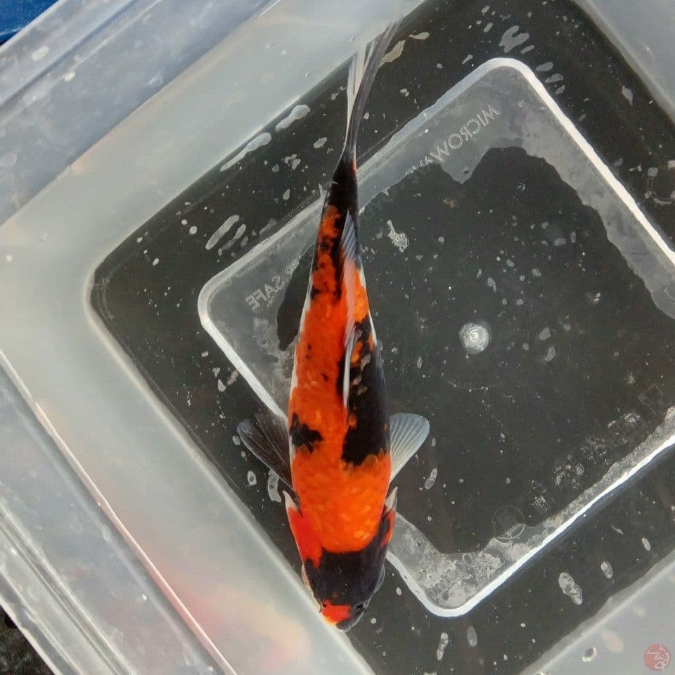 SHOWA BAHAN 16CM