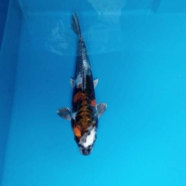 Kikokuryu 28 cm