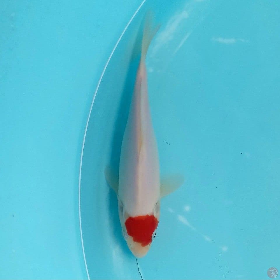 TANCHO 21CM ORI