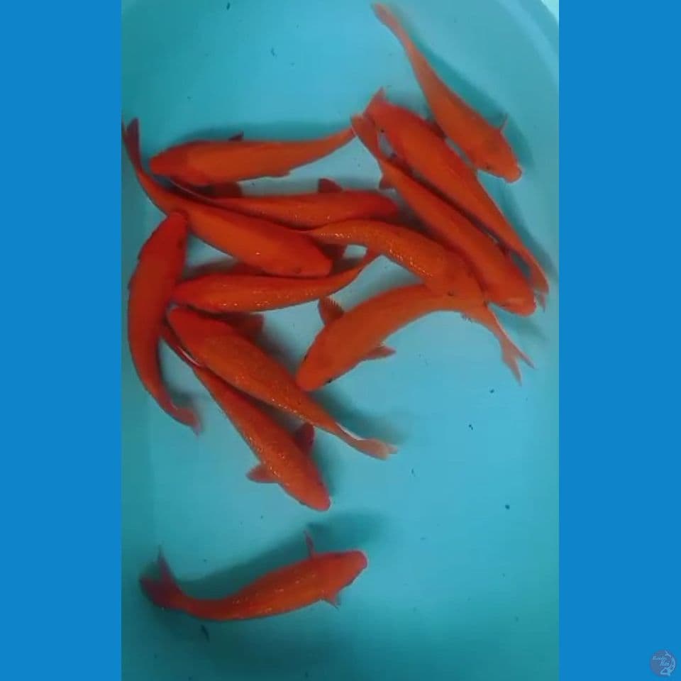 paket benigoi