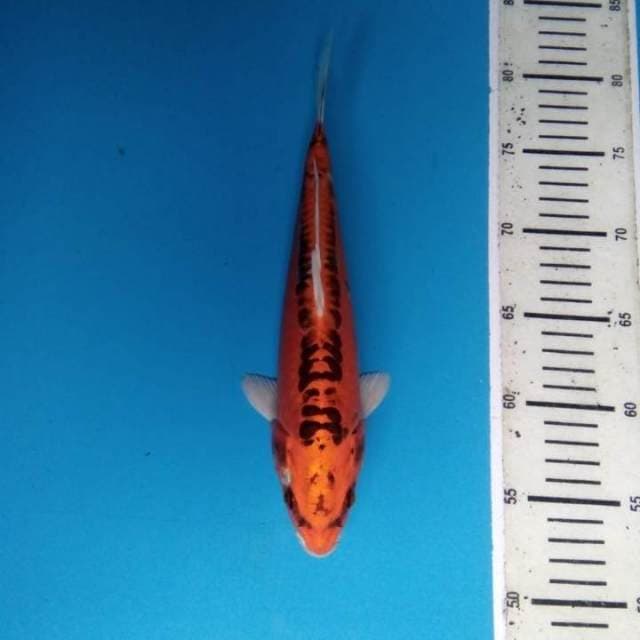 Kikokuryu 27 cm